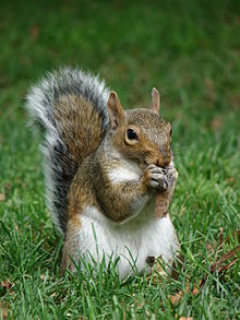 squirrel squirrel