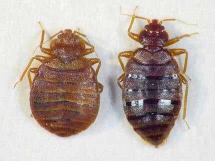 Pest Control Company Termites and Pest control