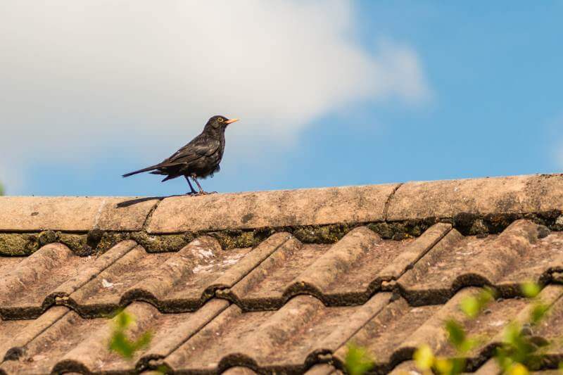 Bird Control