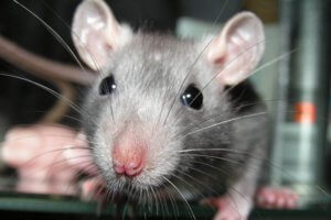 Rodent Control