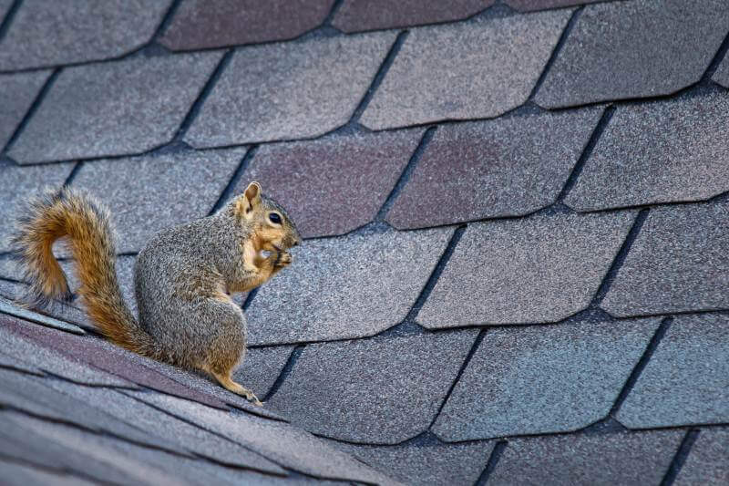 Squirrel Removal