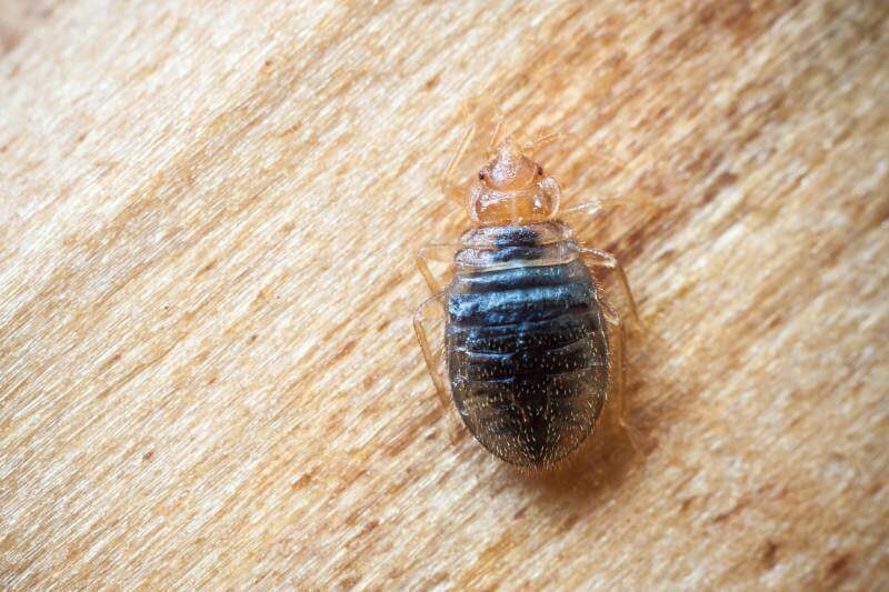 Bed Bug Control