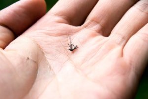 Mosquito Control Services