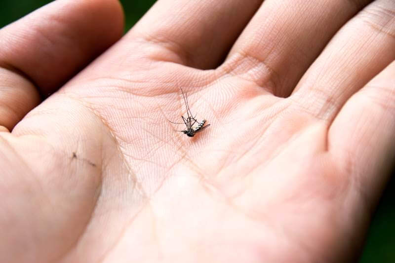 Mosquito Control Services
