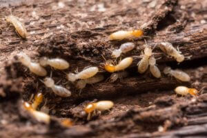 Termite Control Services
