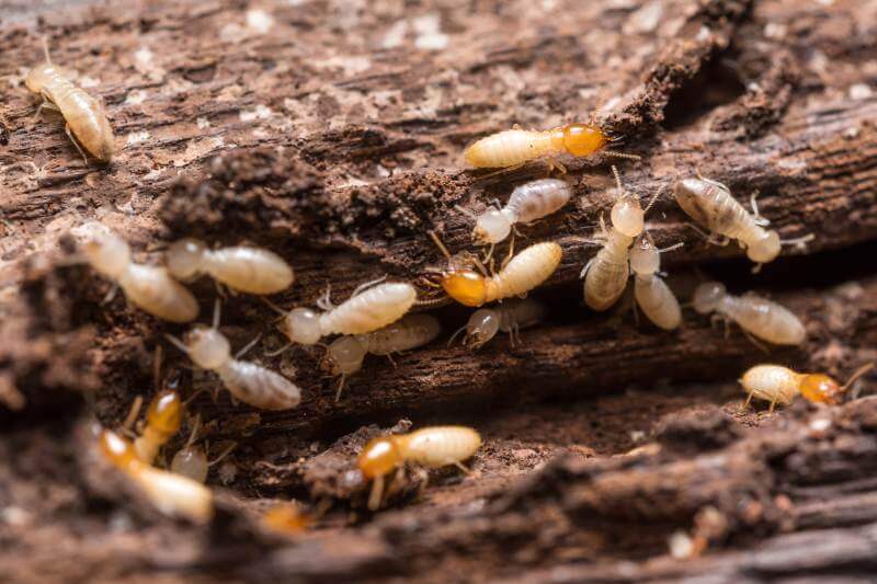 Termite Control Services
