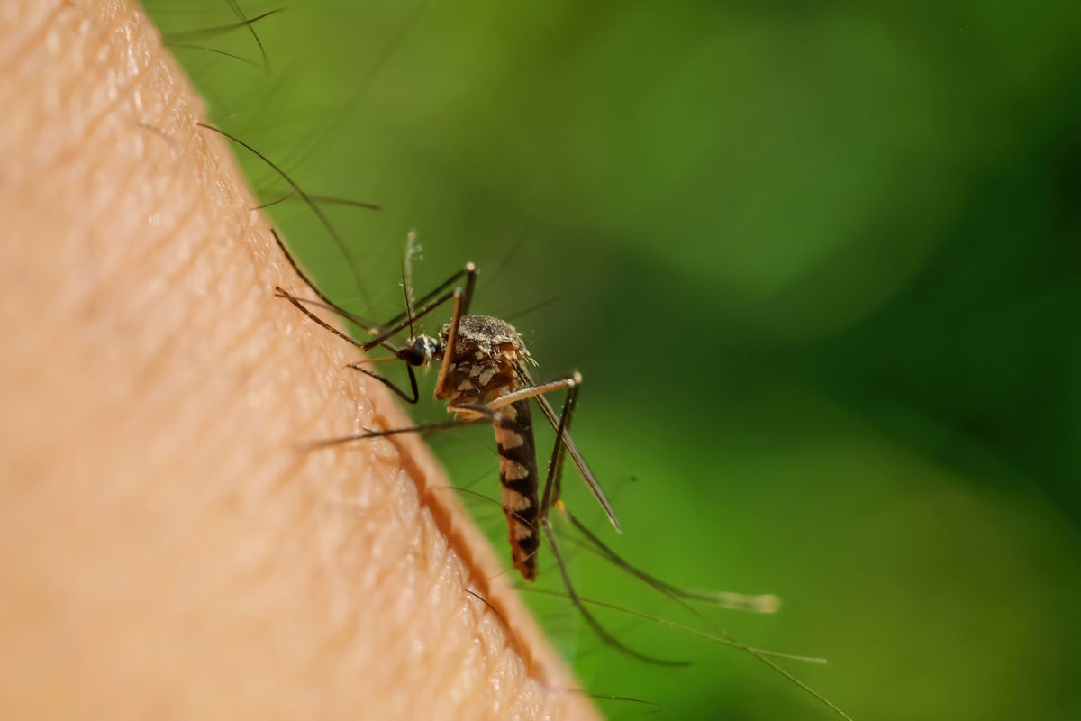 Mosquito Control in New Jersey